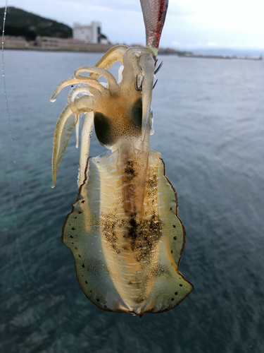 アオリイカの釣果