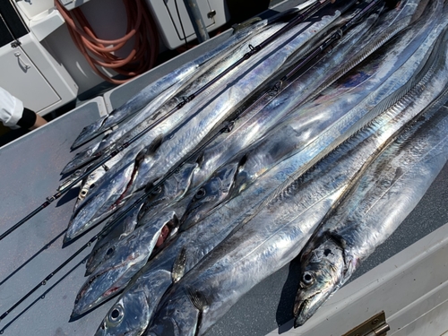 タチウオの釣果