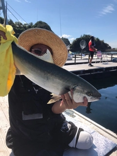 ヒラマサの釣果