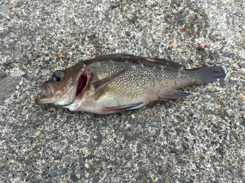 クロメバルの釣果