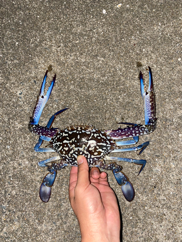 タイワンガザミの釣果