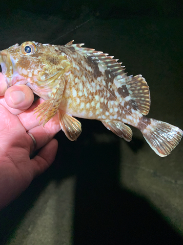 カサゴの釣果