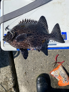 イシガキダイの釣果