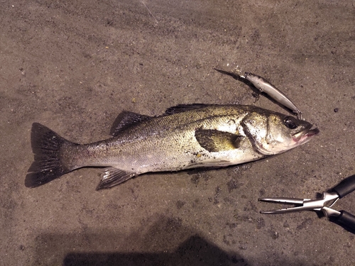 シーバスの釣果