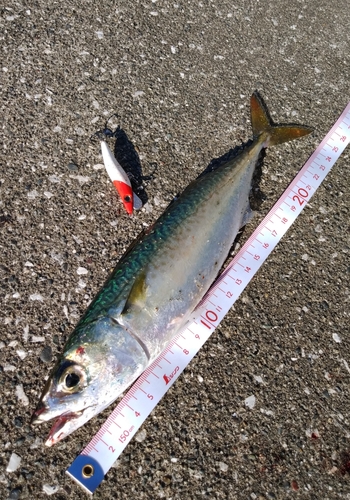 サバの釣果