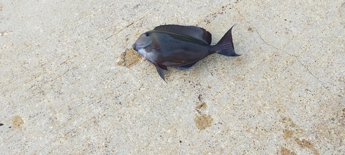 ブダイの釣果