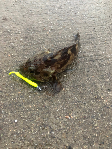 セイゴ（マルスズキ）の釣果