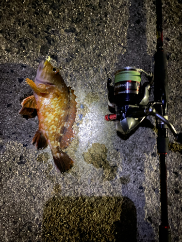 カサゴの釣果