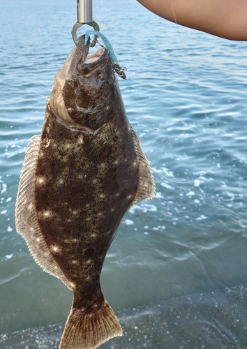 ヒラメの釣果