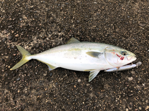 イナダの釣果