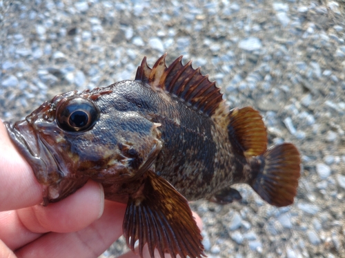 ムラソイの釣果