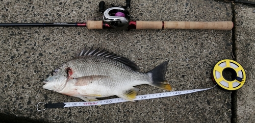 キビレの釣果