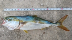 ツバイソの釣果