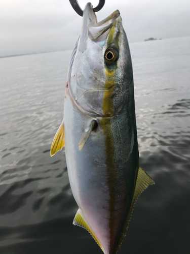 イナダの釣果