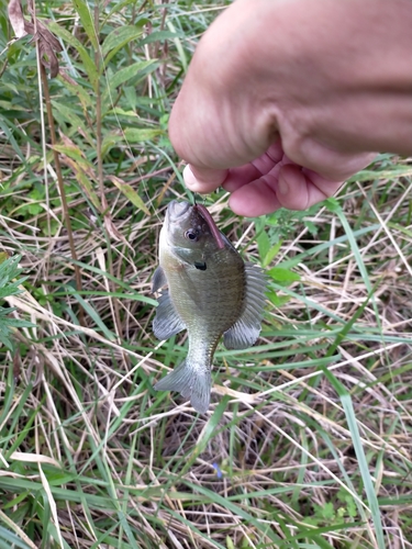 ブルーギルの釣果