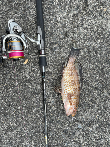 オオモンハタの釣果