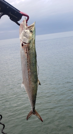 サゴシの釣果