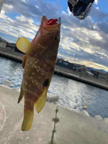 キジハタの釣果