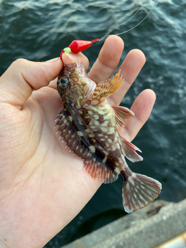 カサゴの釣果