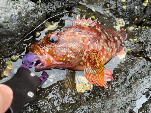 カサゴの釣果