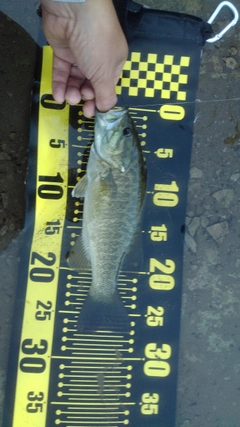 スモールマウスバスの釣果