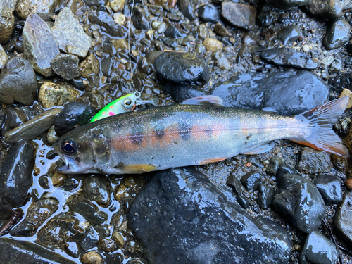 ヤマメの釣果