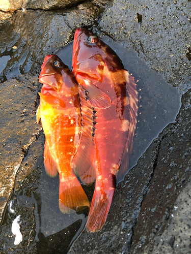 アカハタの釣果