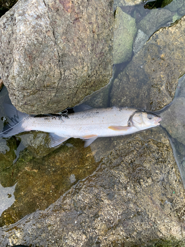 ウグイの釣果