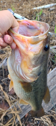 ラージマウスバスの釣果