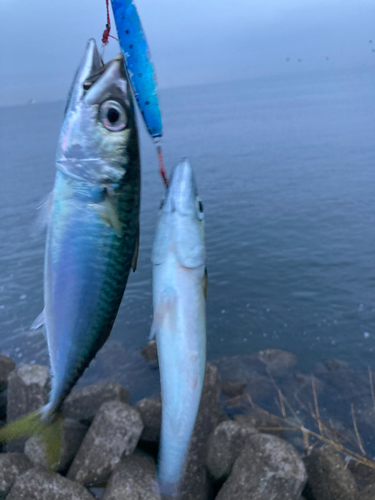 サバの釣果