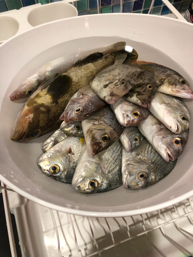 アオハタの釣果