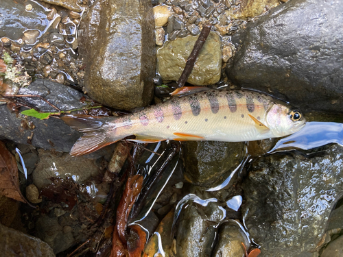 ヤマメの釣果