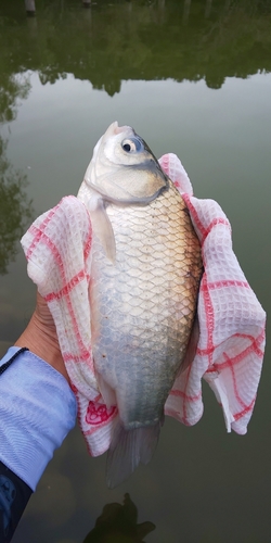 ヘラブナの釣果