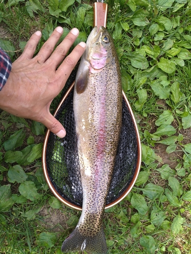 ニジマスの釣果