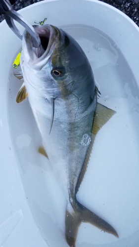 イナダの釣果