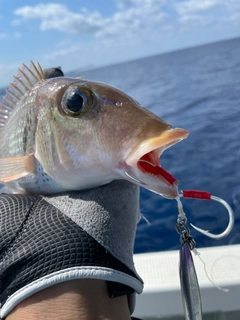 ムルーの釣果