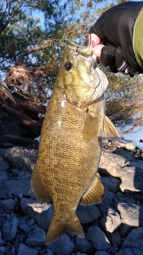 スモールマウスバスの釣果