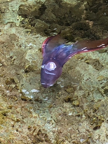 タコの釣果