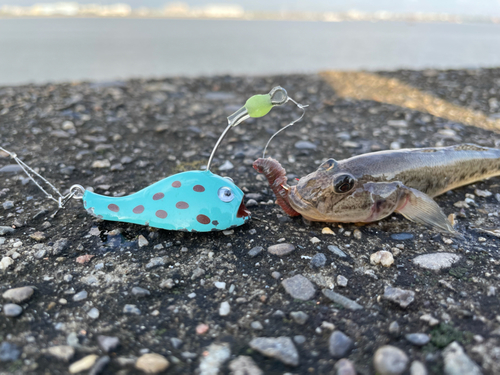 ハゼの釣果