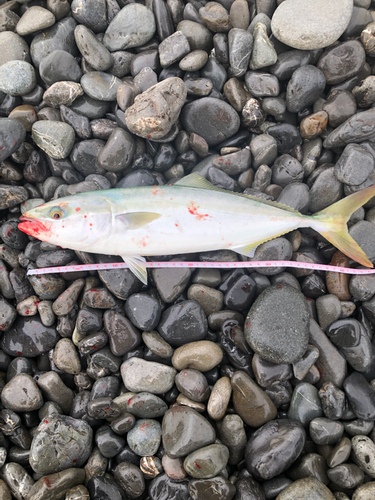 イナダの釣果