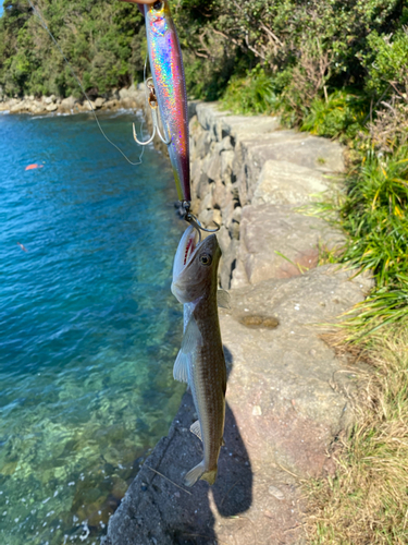 エソの釣果