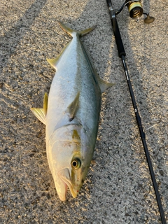 ヒラマサの釣果