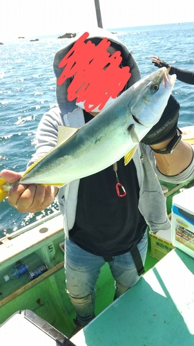 イナダの釣果