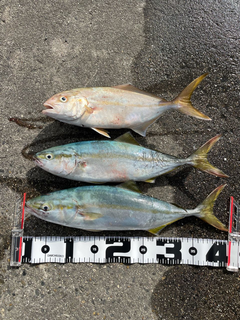 ハマチ