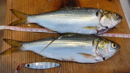 コノシロの釣果