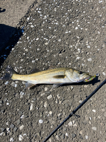 シーバスの釣果