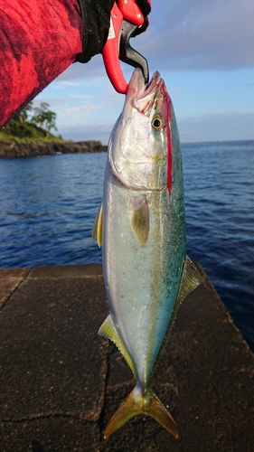 イナダの釣果