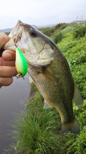 ラージマウスバスの釣果