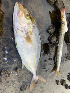 ショゴの釣果