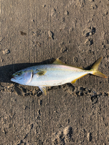 イナダの釣果